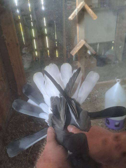 Gołębie orliki pary