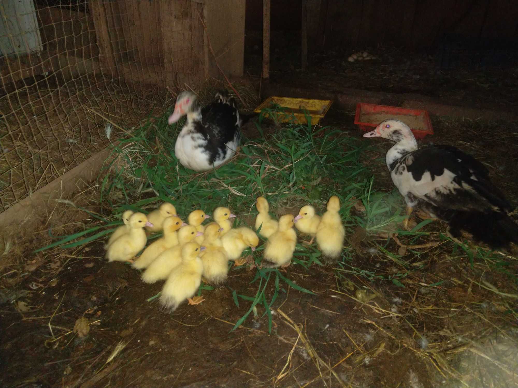 Patos mudos adultos e bebés