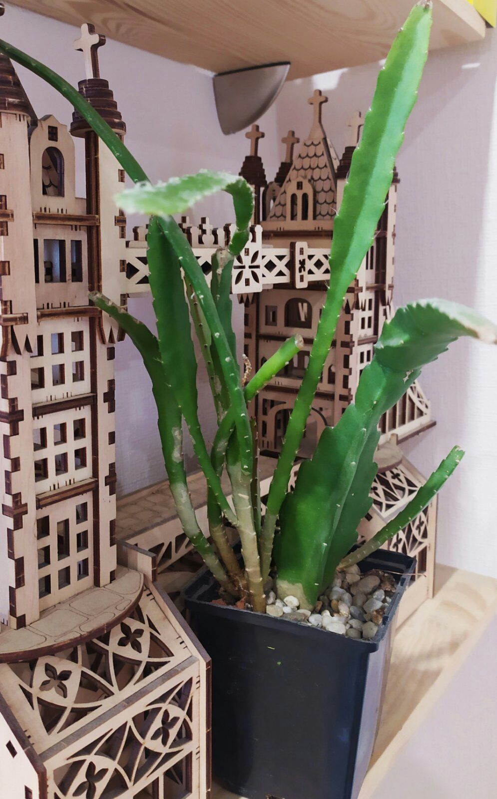 Флорариум из суккулентов композиции кактусы суккуленты