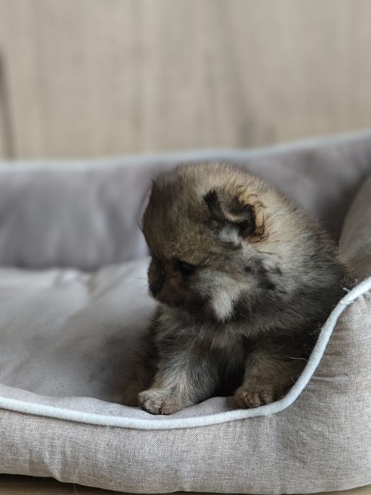 Szpic miniaturowy Pomeranian FCI