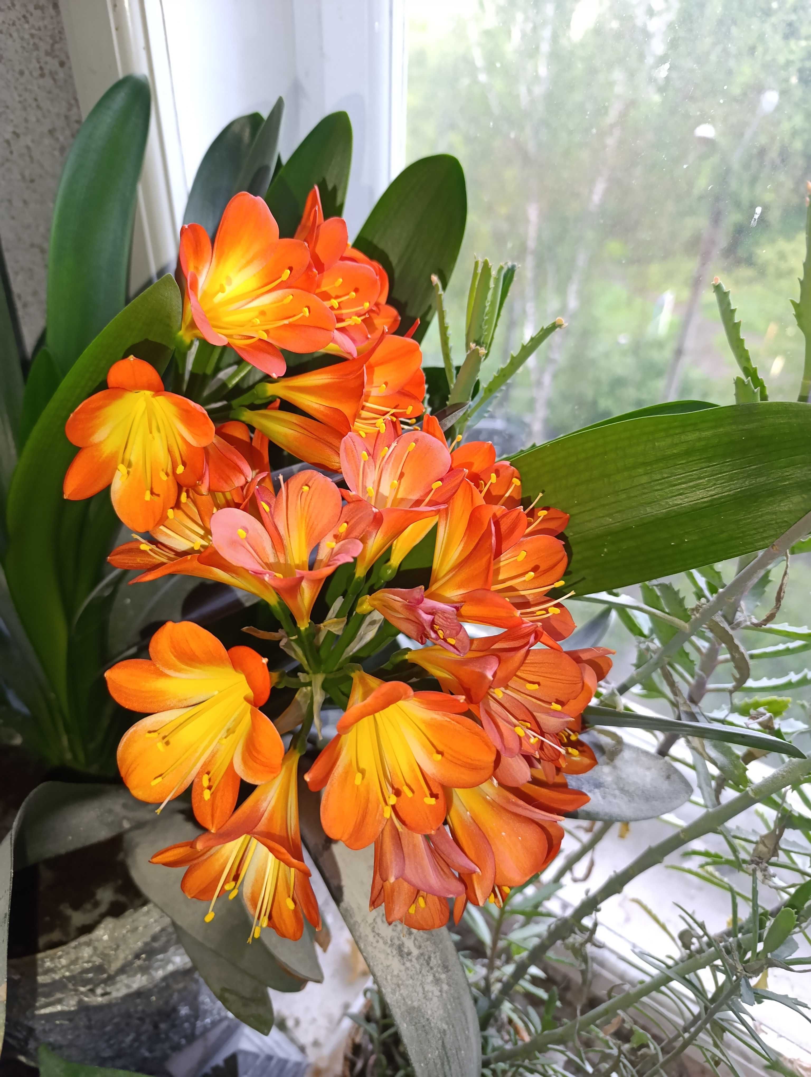 Вазон Clivia Кливия