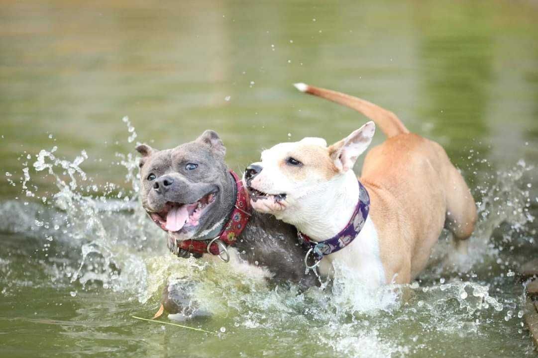 Amstaffy Niczyje-Diego-adopcja-amstaff- Brzeg