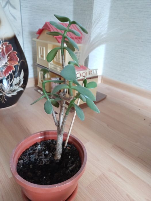 Вазон Грошове дерево 30 см