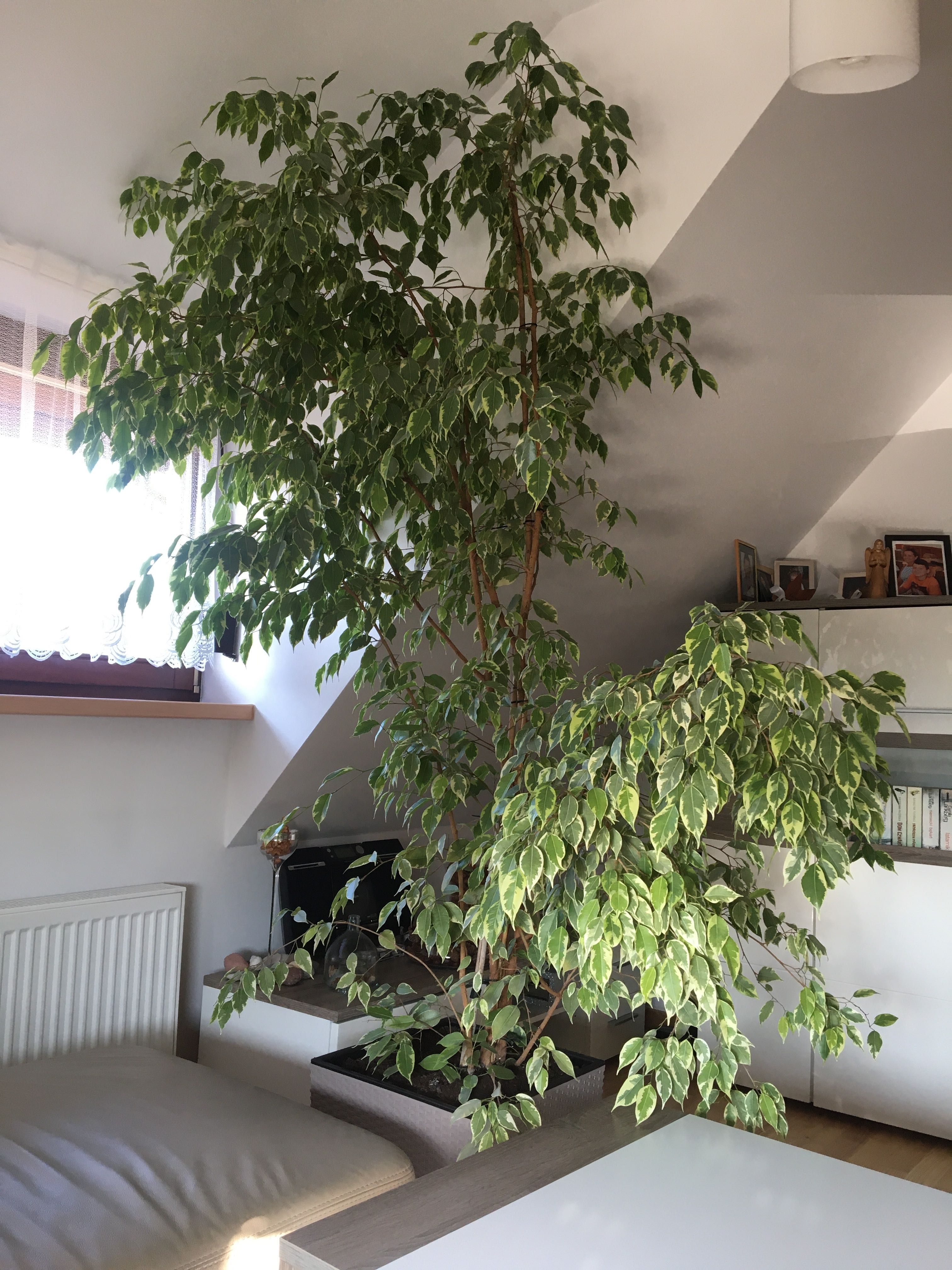 Duży benjaminek wys 230 cm