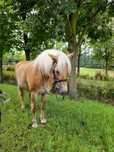 KLACZ Haflinger Sasanka