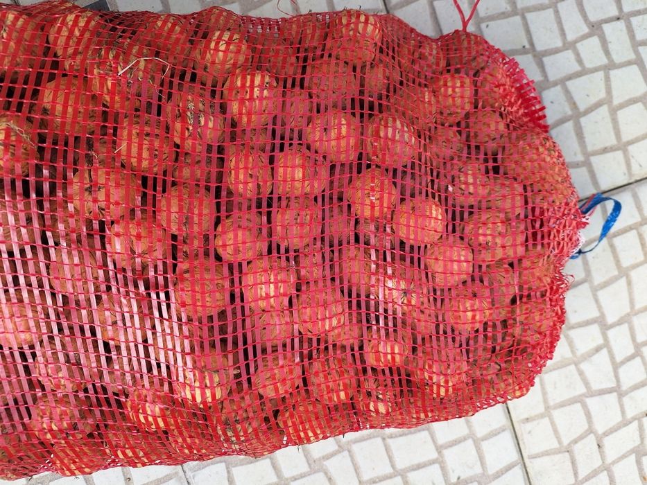 Vendo nozes apanhadas agora em Outubro,muito boas sacas de 5 e 10 kilo