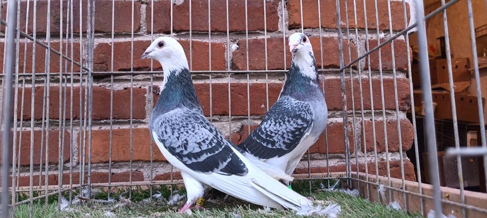Gołębie pocztowe na białym ogonie. Para nr1