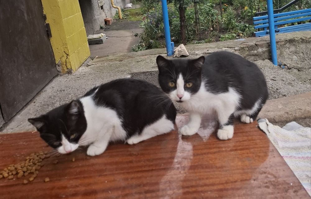 Кошенята / хлопчик 2 /