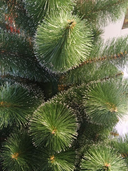 Продам ялинку 2.30 м висоти