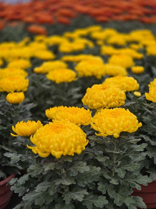 Chryzantemy - różne odmiany