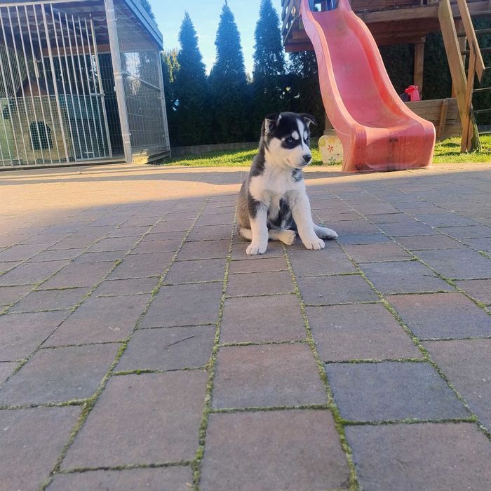 Szczeniaki Syberian Husky