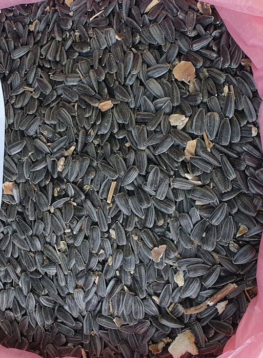 Продам насіння соняшника.