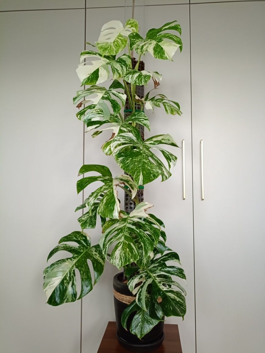 Monstera deliciosa 'Variegata'