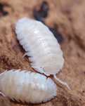 Armadillidium granulatum "White pearl", isopody, 10 szt.