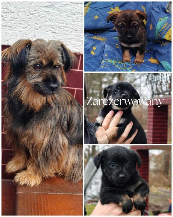Oddam śliczne szczeniaki - suczka i piesek