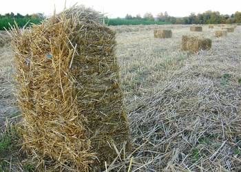 słoma żytnia i owsiana  w kostkach