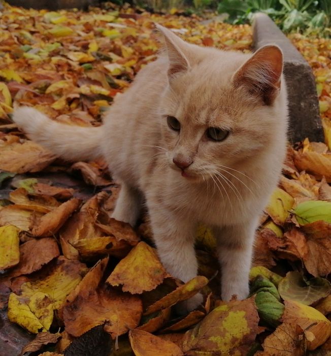 Загублене кошеня