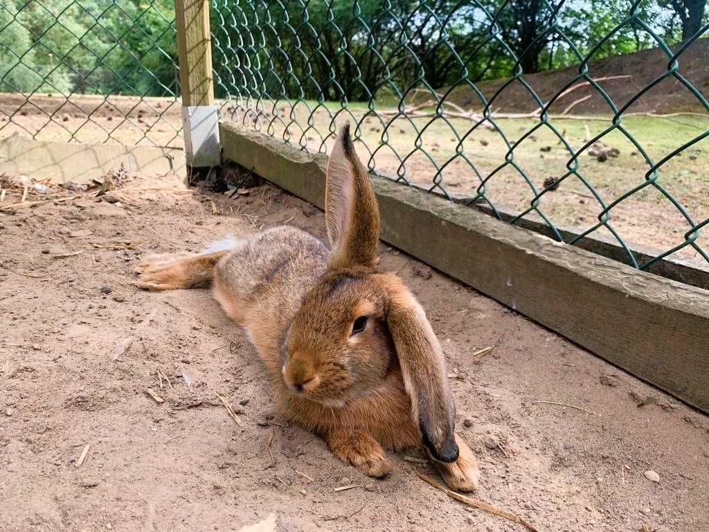 Domek letniskowy 6os z prywatnym pomostem na stawie hodowlanym