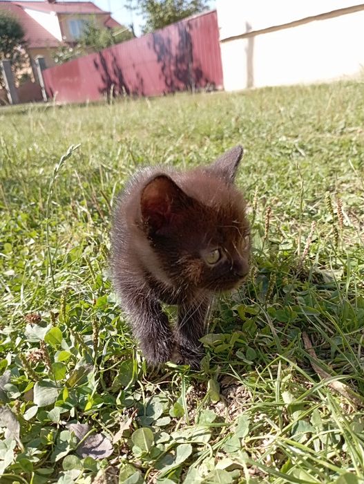 Віддаємо кошенят-дівчат