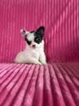 Chihuahua uroczy piesek Kofi