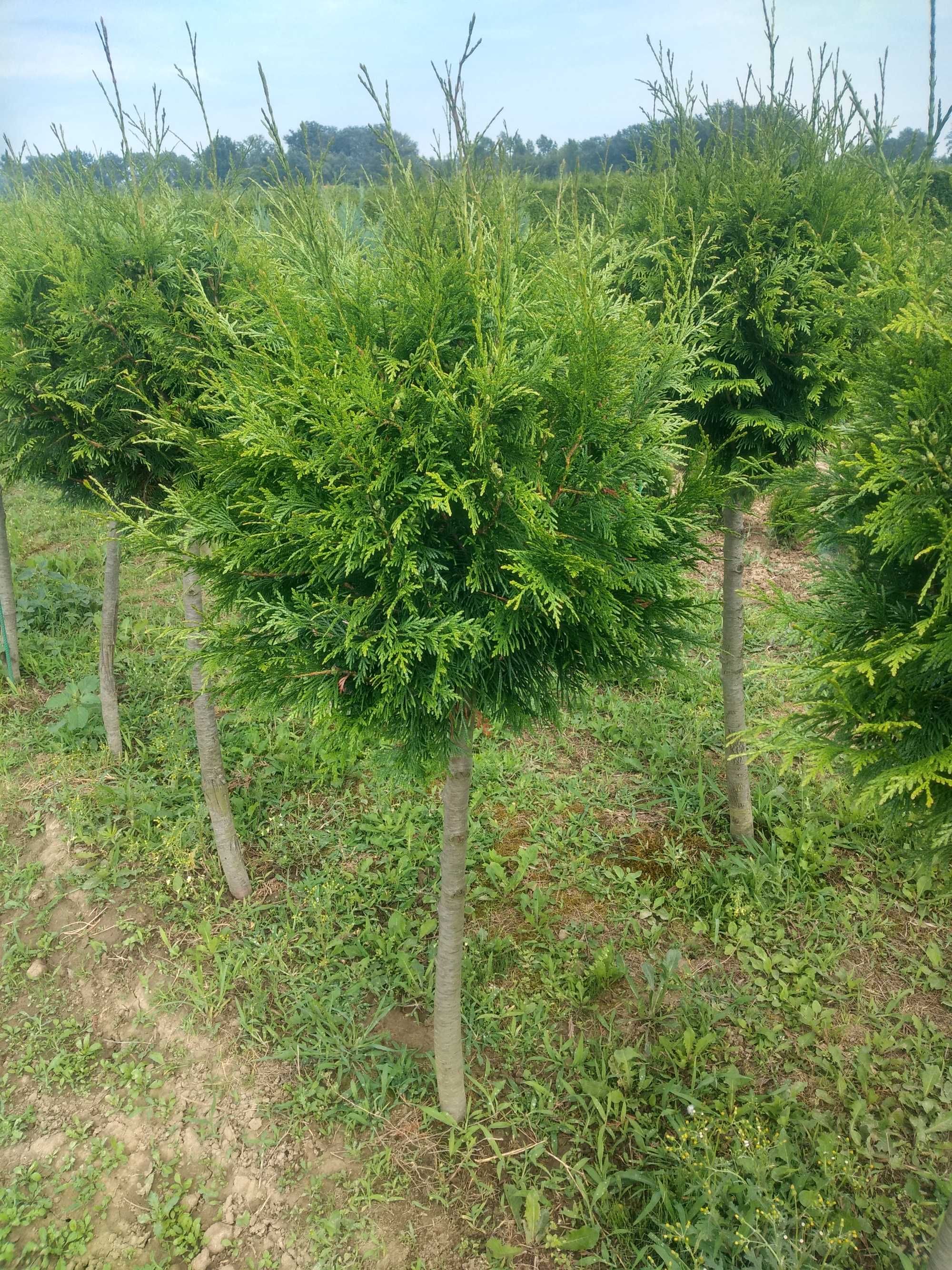 Tuja Szmaragd 160-200.Wyprzedaż.