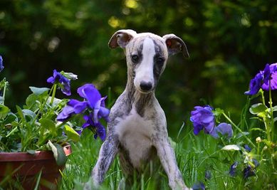 whippet maleńka suczka