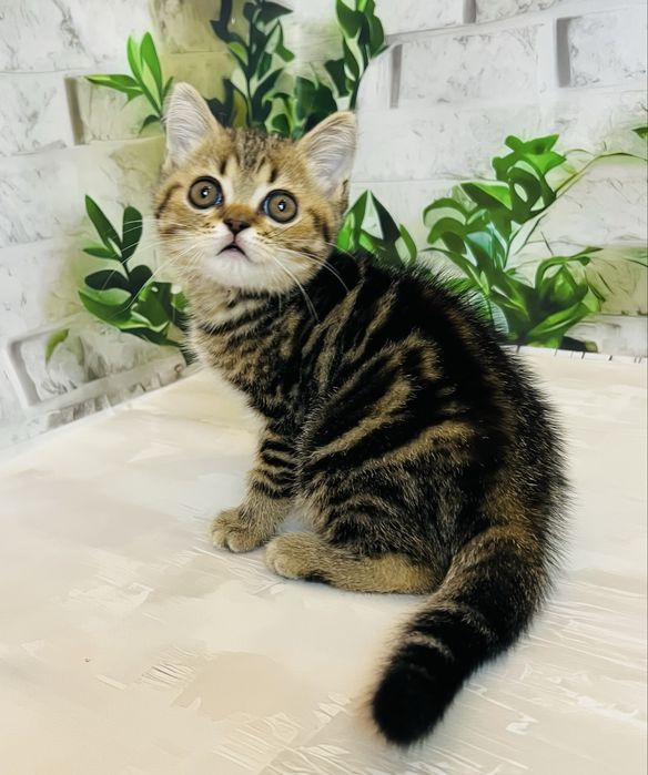 Мармуровий шотландський хлопчик