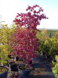 Acer  Palmatum vermelho