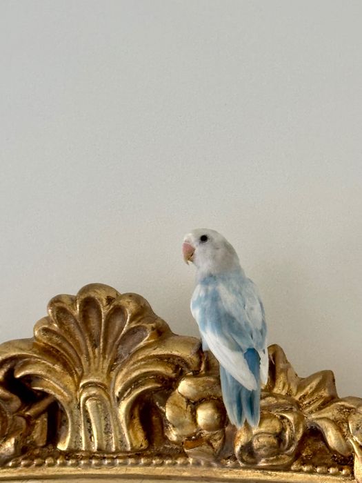 Agapornis roseicollis