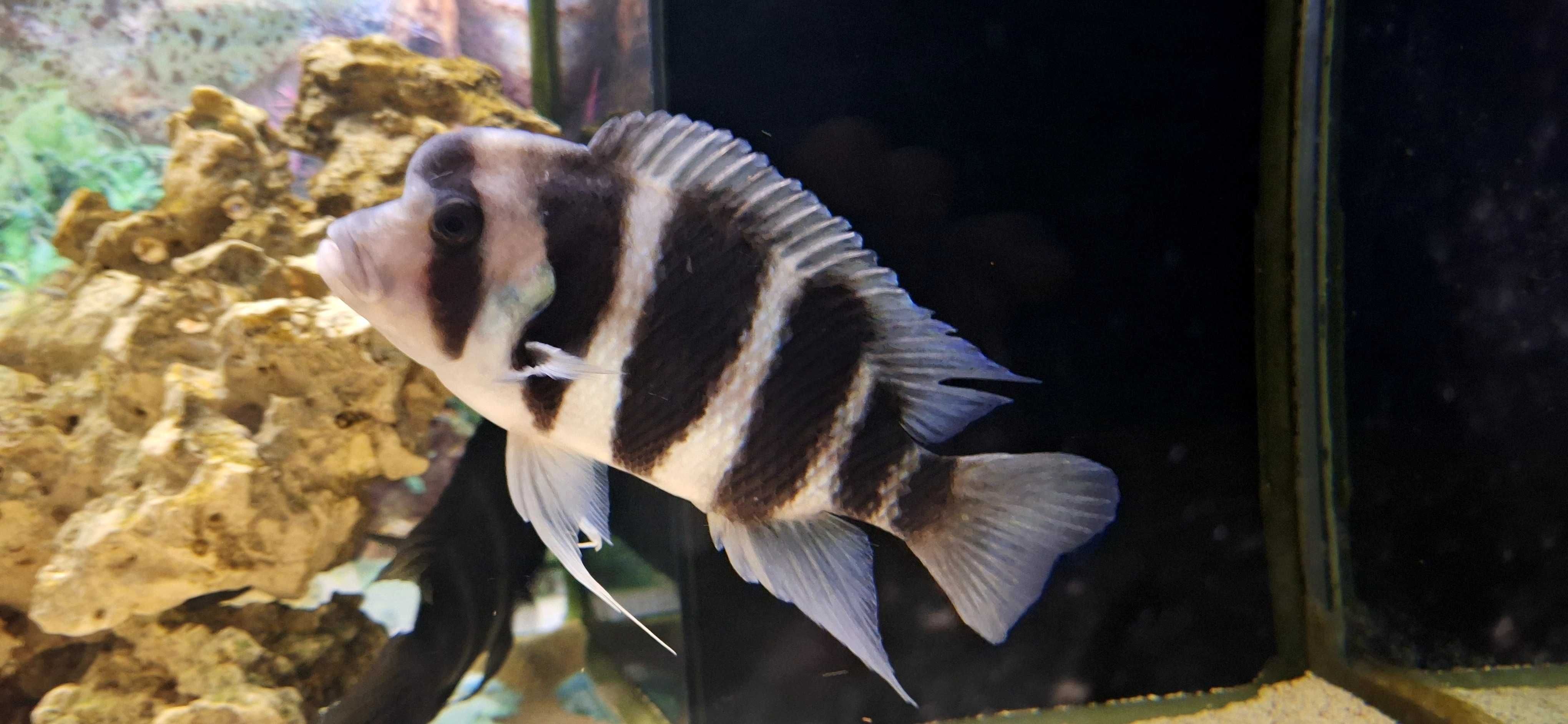 aquario e sump e asseçorios