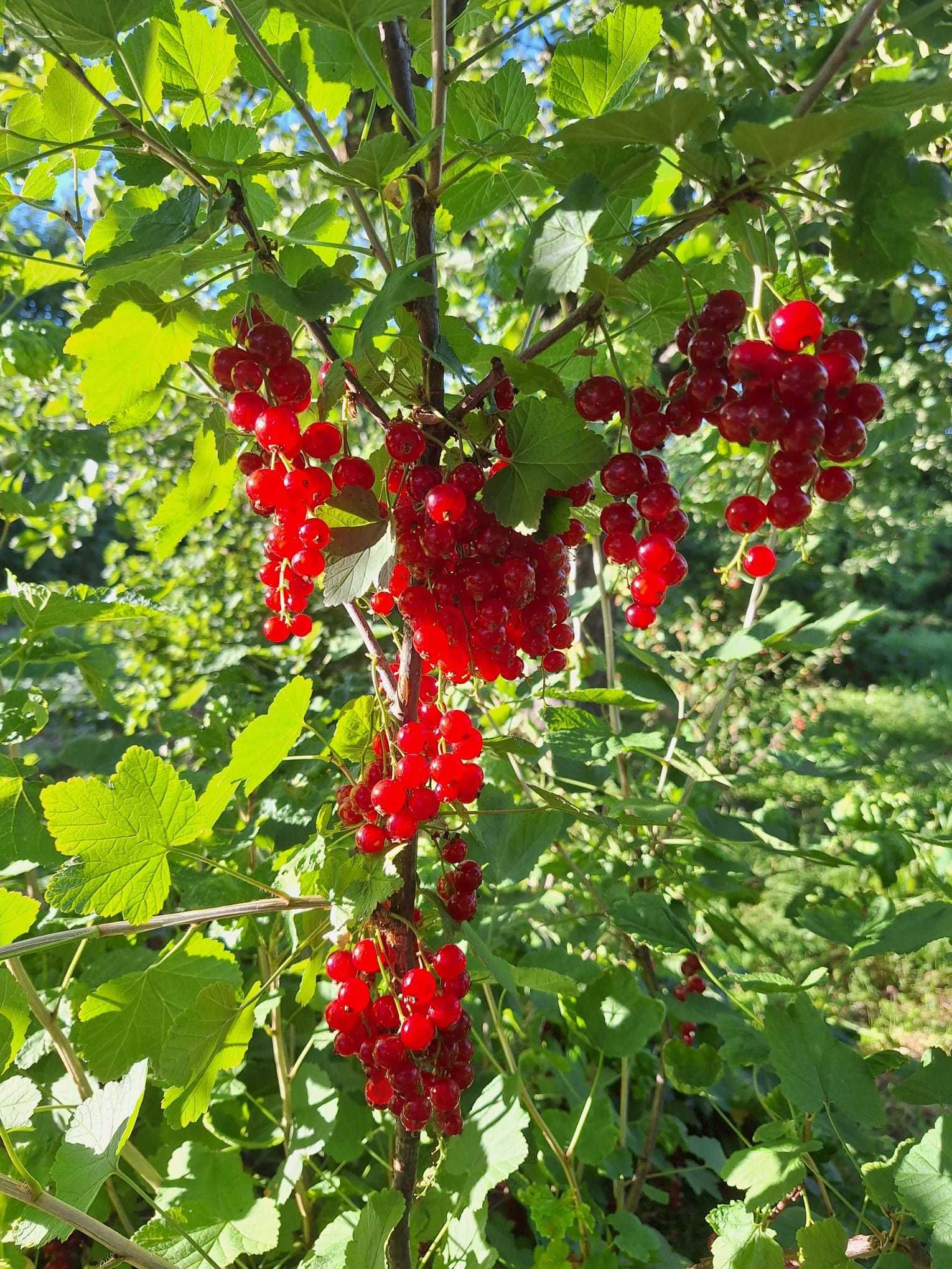 Sprzedam czerwoną porzeczkę - 5 zł/kg