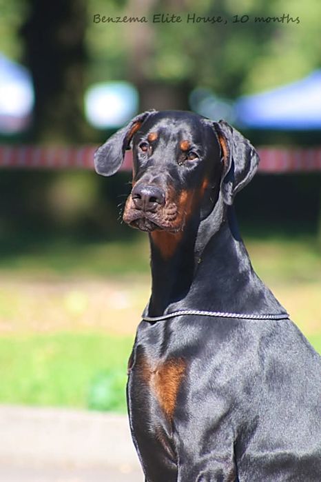 10-miesięczny samiec Dobermann (ZkwP - FCI)