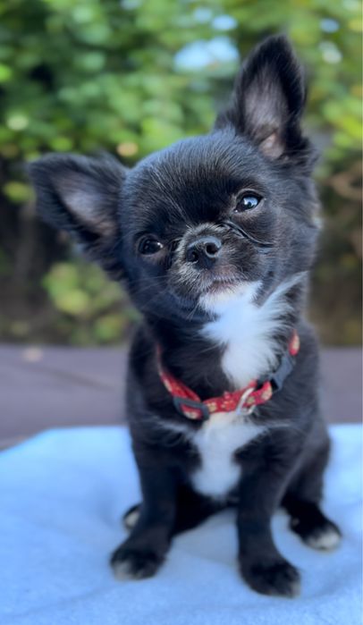 Chihuahua suczka ZKwP/FCI