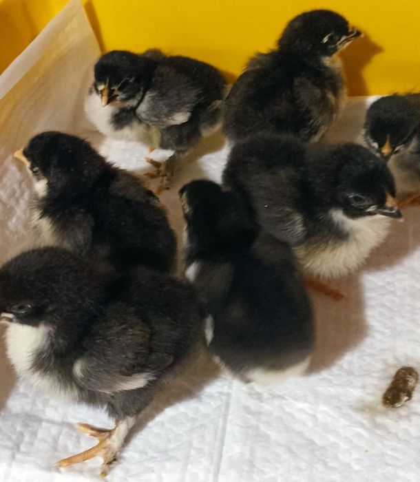 Курчата Марана чорно-мідного