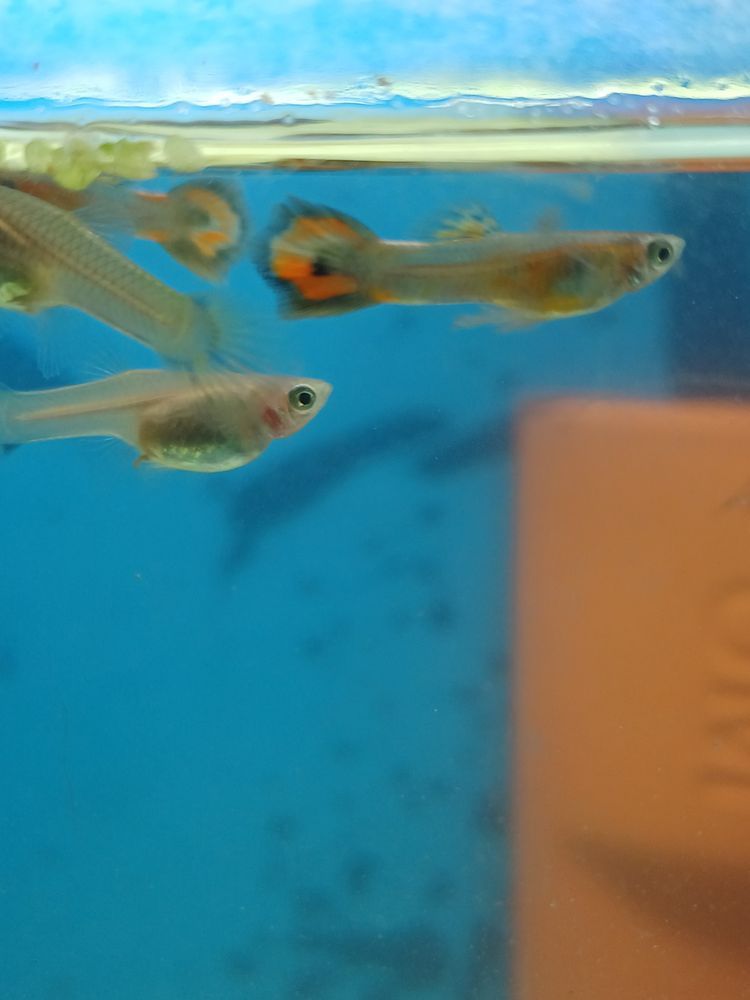 Vendo peixes guppys