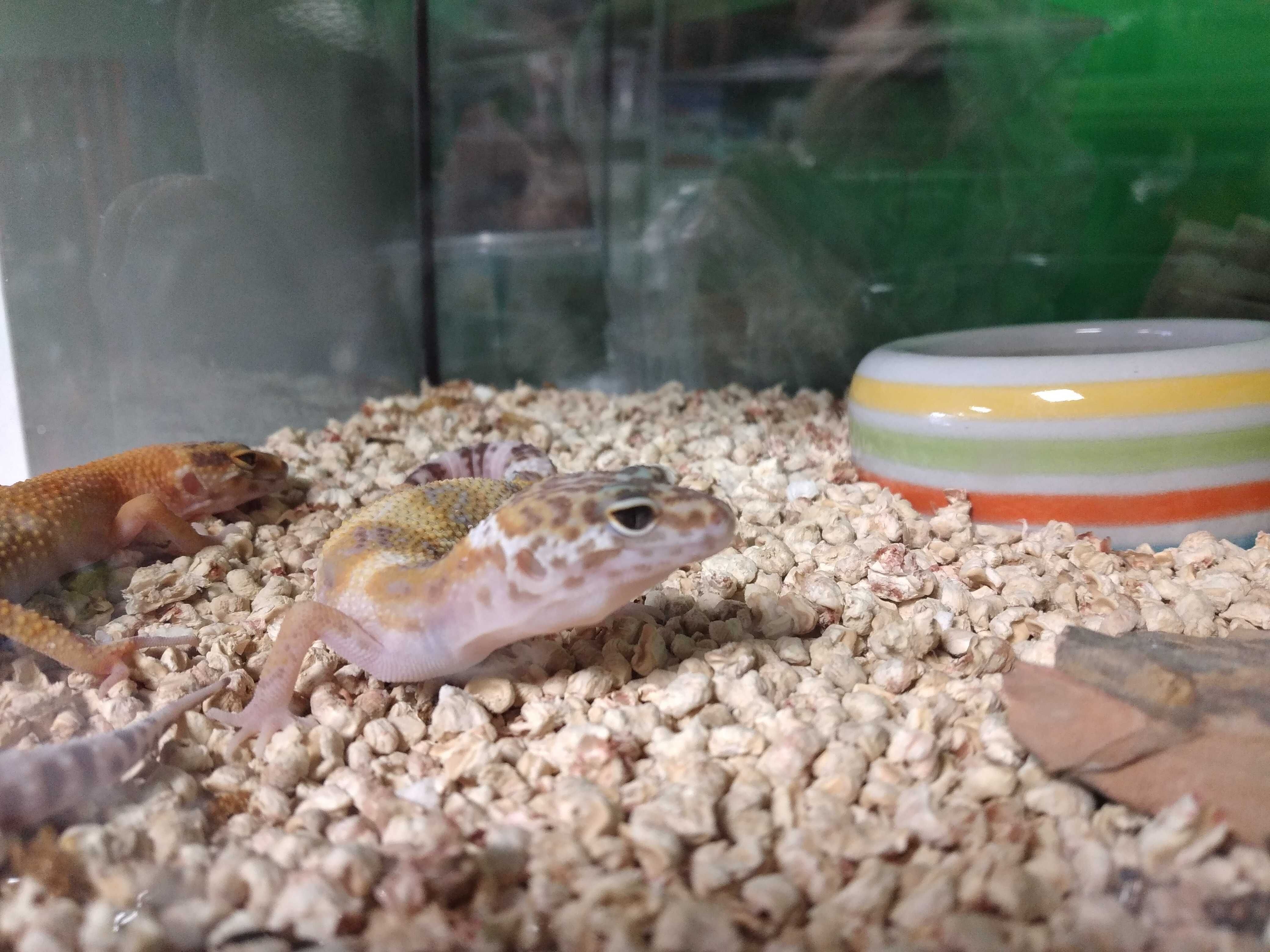 Gekon lamparci w Pawik.pl sklep zoologiczny Strzyżów