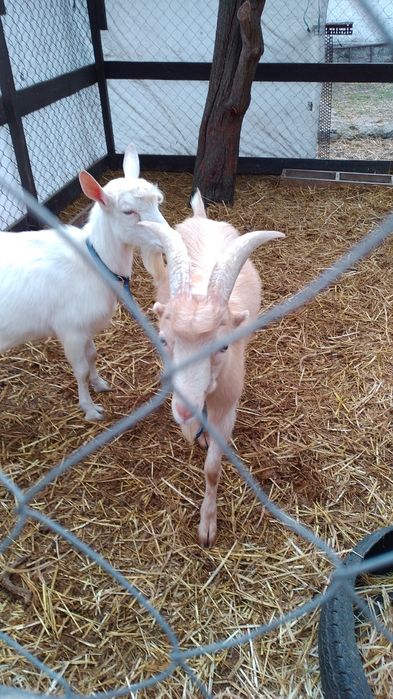 Кози Сімейна ферма розведення утримання