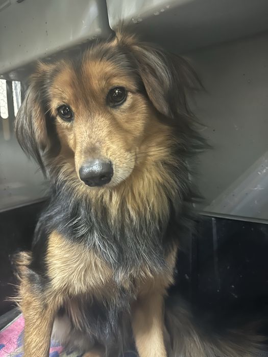 Piesek znaleziony w Brzezince Średzkiej.