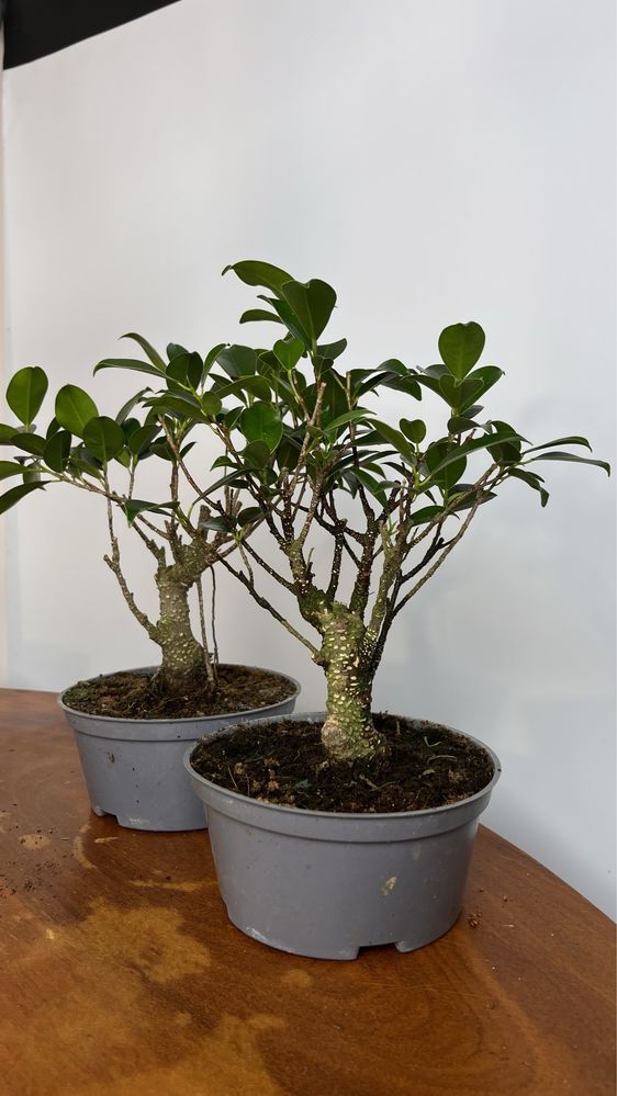 Benjamin Fikus bonsai idealny dla poczatkujacych.