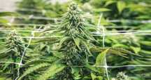 100 Gram Suszu AMNESIA Haze CBD Duże Topy Jakość Outdoor