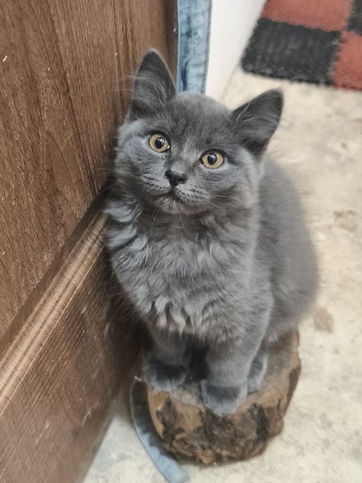 Кошенята в добрі руки, котик і киця