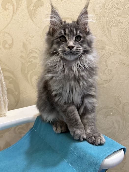 Шикарная девочка Мей кун