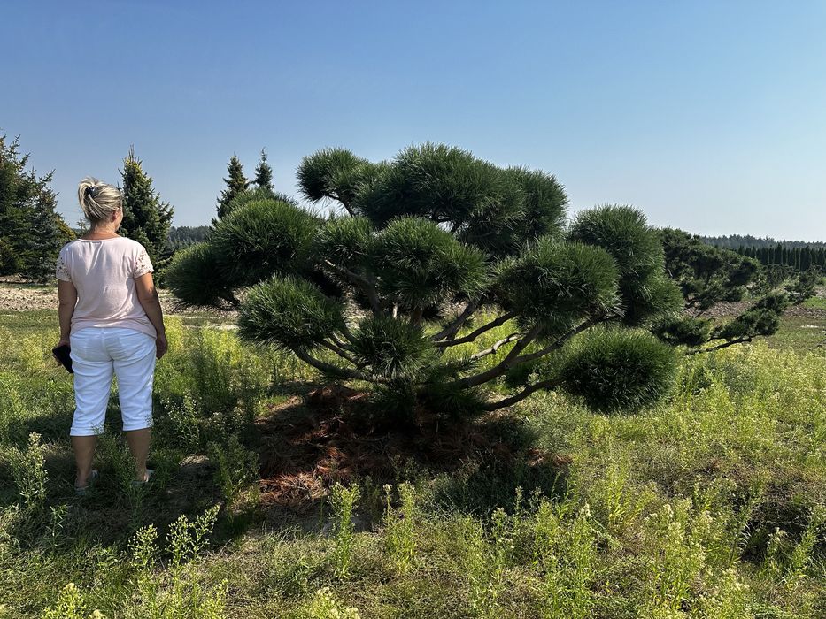 Bonsai-Niwaki formowane sosna cis jałowiec. Laurowiśnia jodła szmaragd