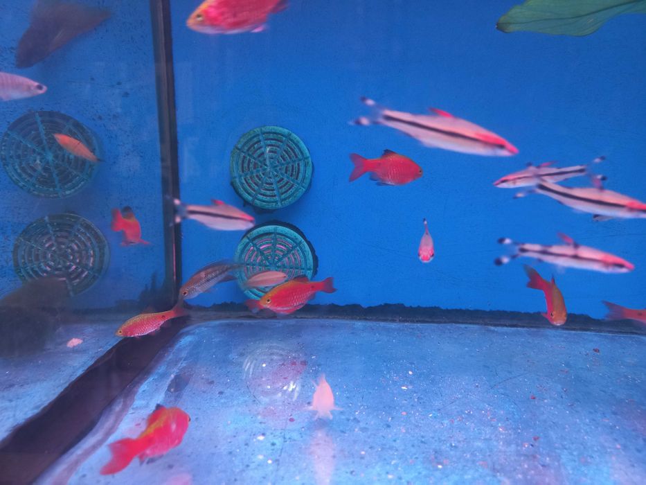 Barbo Rosy \ pethia conchonius 4-5cm