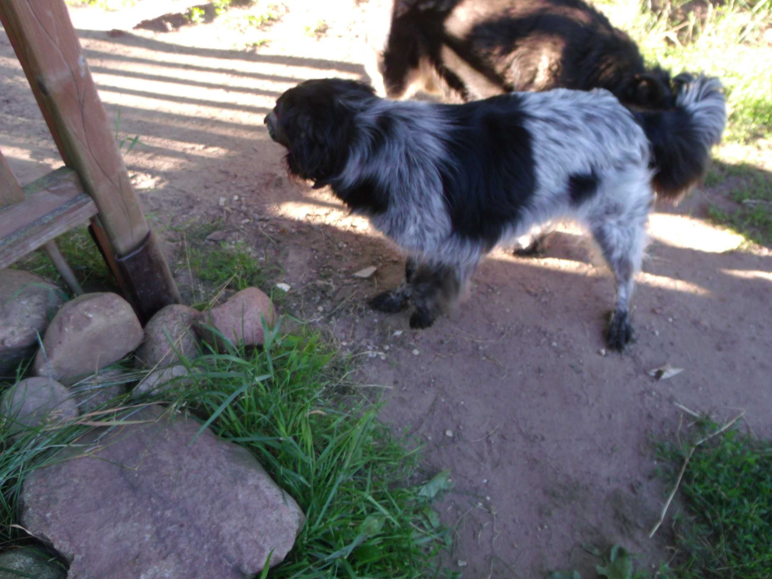 Oddam za darmo 2 psy do adopcji