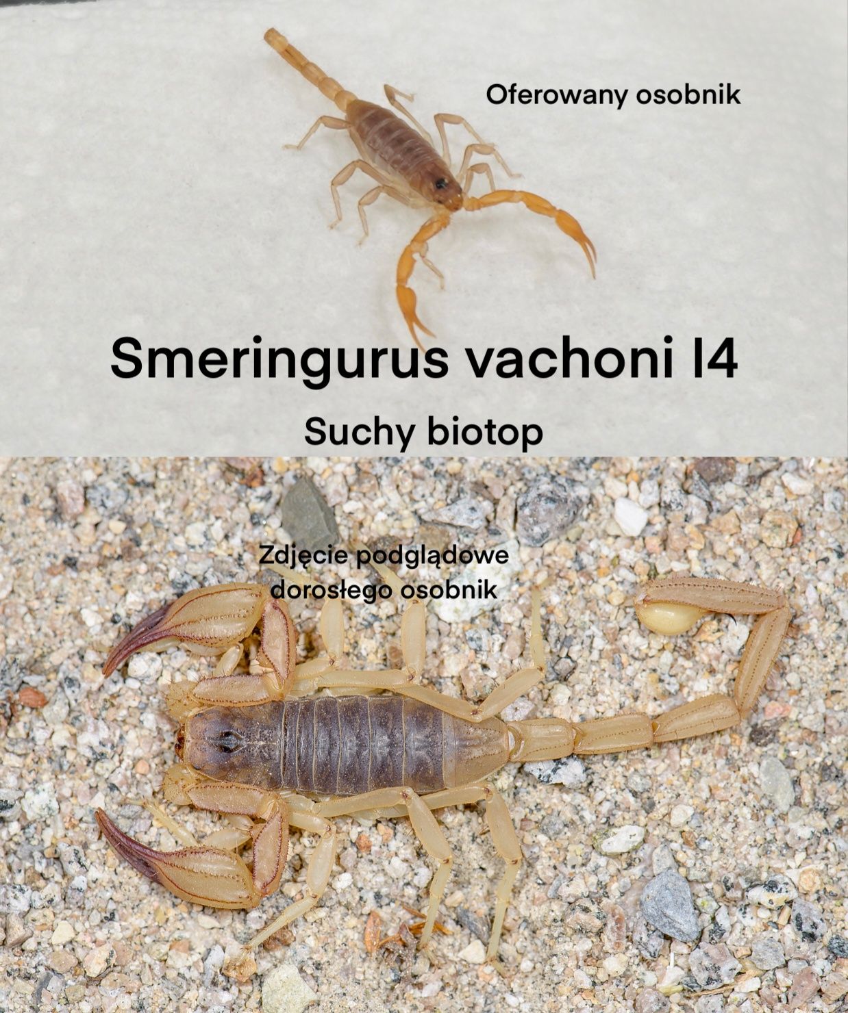 Skorpiony Smeringurus vachoni