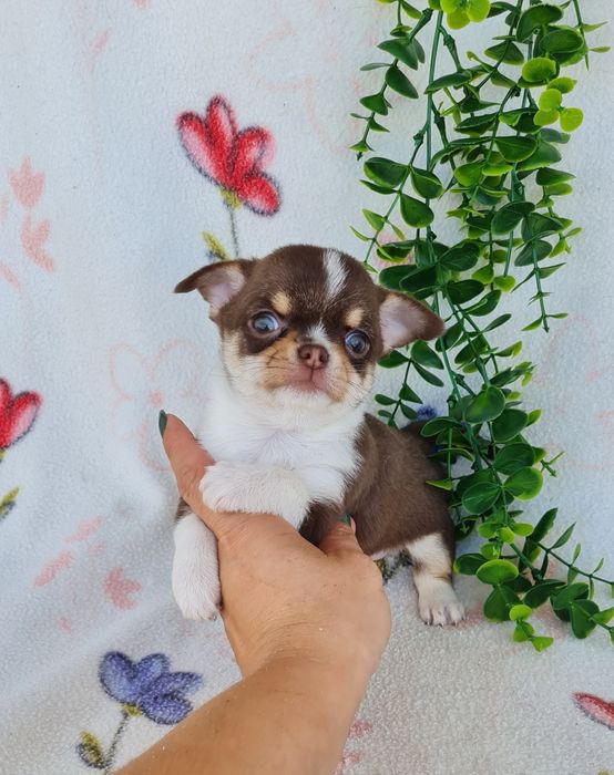 Excelente chocolatinha Chihuahua/Chiuaua mini,Linhagem Russa,Qualidade
