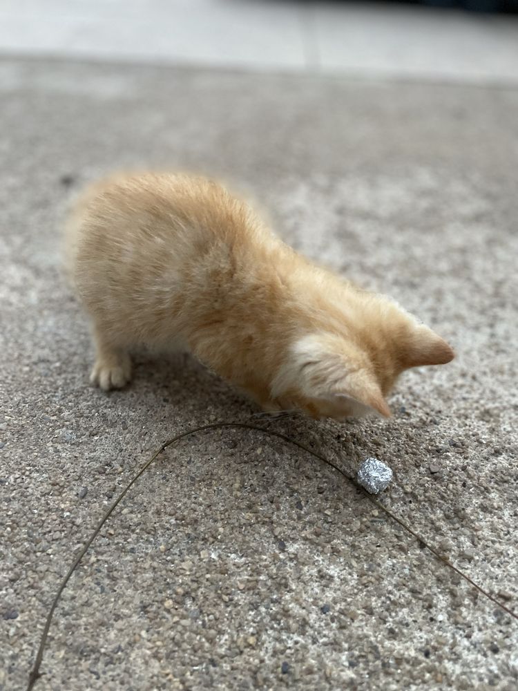 Gatinho bebé macho para adoção