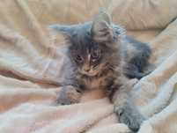 Mainecoon ostatni kocur niebieski z rodowodem