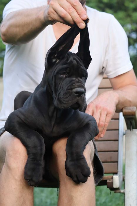 Piękne szczenię po championach Dog Niemiecki ZKwP FCI